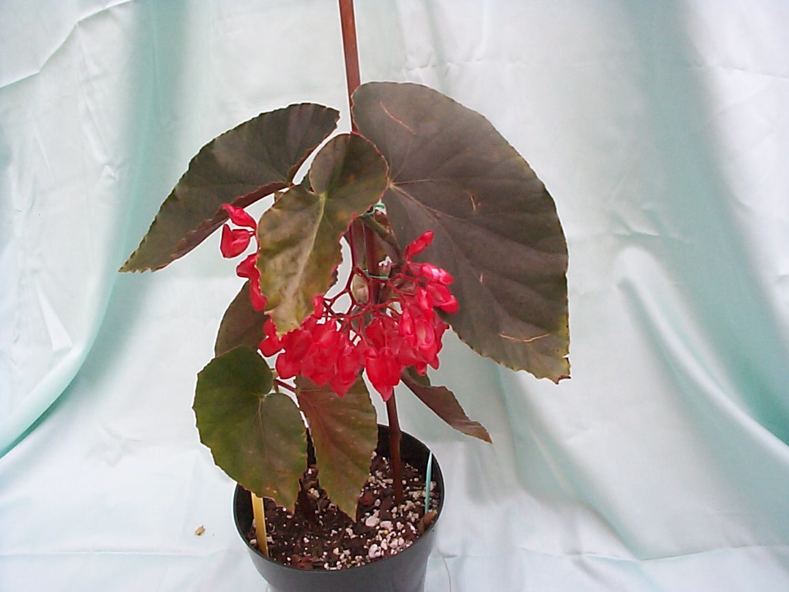 B. ‘Sandia’